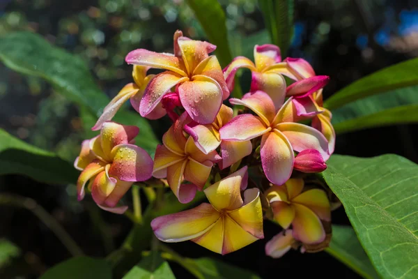 Roze - gele Hawaiiaanse plumeria — Stockfoto