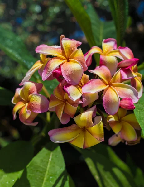 Roze - gele Hawaiiaanse plumeria — Stockfoto