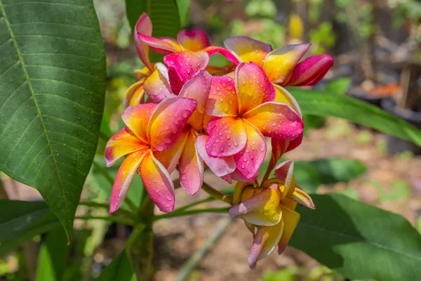 Pink - Yellow hawaiian plumeria — Stock Photo, Image