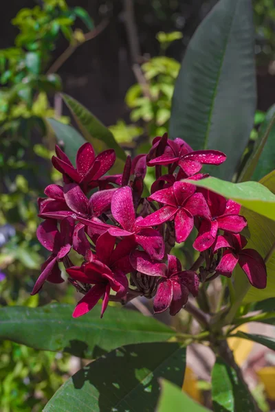 Bordeaux hawaiian plumeria — Stockfoto