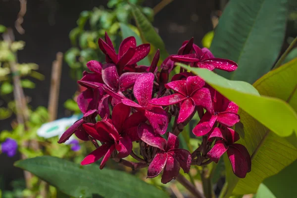 Rosa - gul hawaiian plumeria — Stockfoto