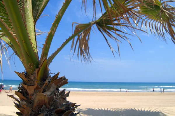 In the shade of the palm — Stock Photo, Image