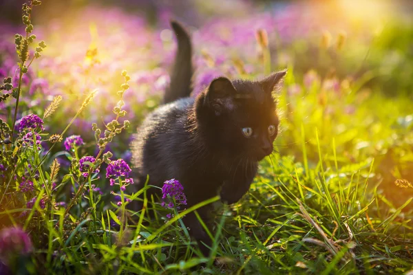 Kätzchen in Blumen — Stockfoto