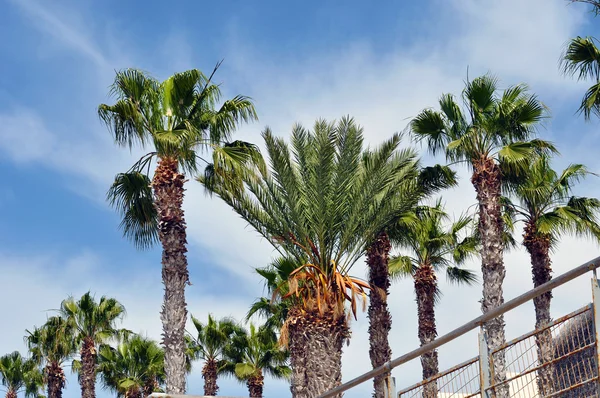 Mediterraan palmen — Stockfoto