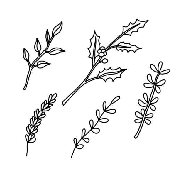 Set Holly Plant Branches Hand Drawn Vector Illustration Isolated White — Image vectorielle