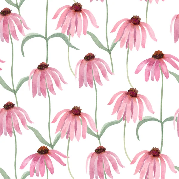 Pola Mulus Dengan Echinacea Bunga Liar Ilustrasi Warna Air Pada — Stok Foto