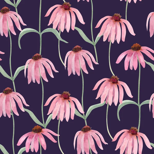 Modello Senza Cuciture Con Echinacea Fiori Selvatici Illustrazione Acquerello Sfondo — Foto Stock