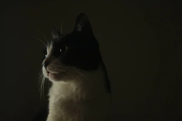 Dark Room Domestic Cat Headshot — Stock Photo, Image