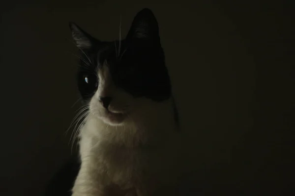 Dark Room Domestic Cat Headshot — Stock Photo, Image