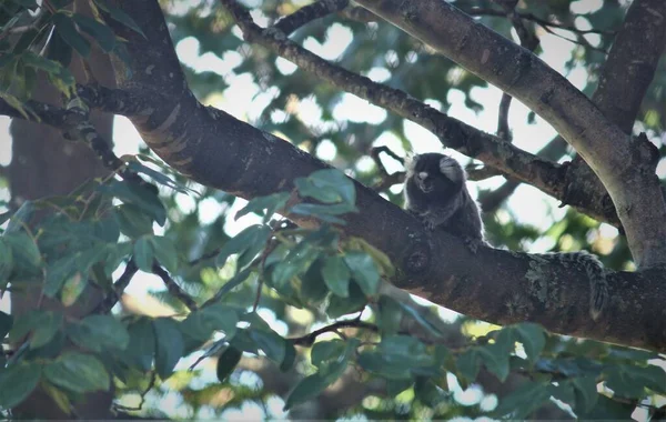 Flore Faune Singe Capucin Sur Arbre — Photo