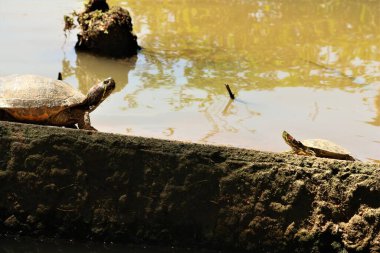 Doğadaki küçük kaplumbağalar nehir suyunda 