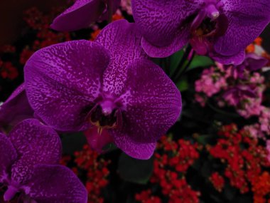 Yaz çiçeklerinde tam kare görüntü çiçek açar 