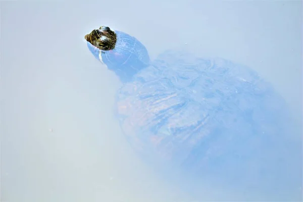 little turtle swimming in blue water