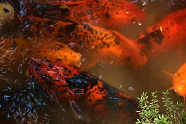 Peixes Koi Lagoa Koi Amur Raça Carpa — Fotografia de Stock