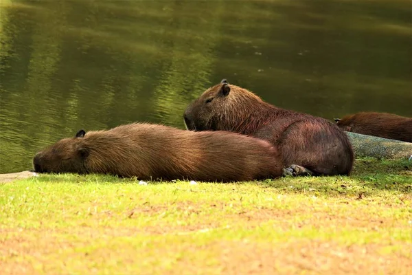 Barna Capybara Rágcsálók Folyónál Hydrochoerus Hydrochaeris — Stock Fotó