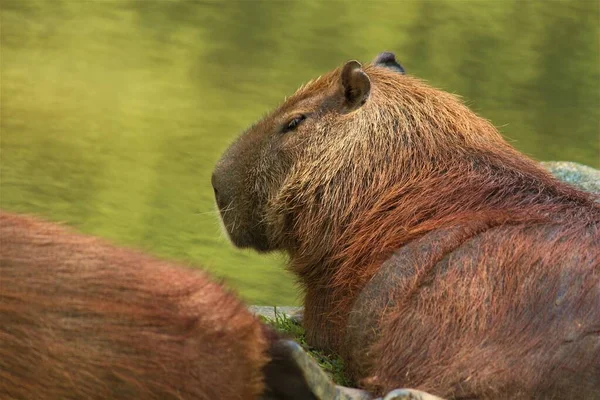 Bruine Capybara Knaagdieren Aan Rivier Hydrochoerus Hydrochaeris — Stockfoto