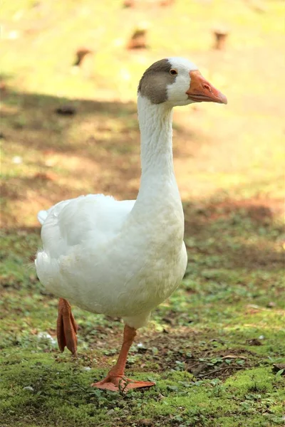 Ganso Jardim Grama Verde Animais Aldeia — Fotografia de Stock