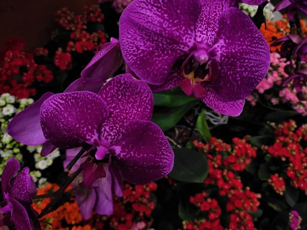 夏の植物の葉 ピンクの蘭の花 — ストック写真