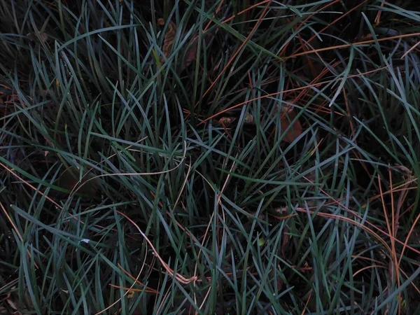 Tekstura Powierzchni Trawy Pełne Tło Ramki — Zdjęcie stockowe