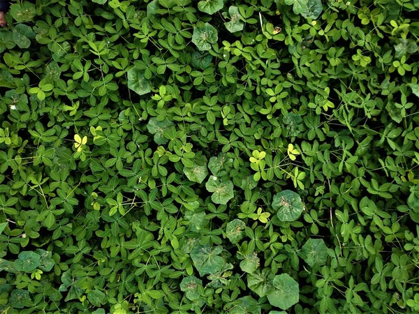 Zielone Liście Kwiatowa Faktura Powierzchni Pełne Tło Ramki — Zdjęcie stockowe