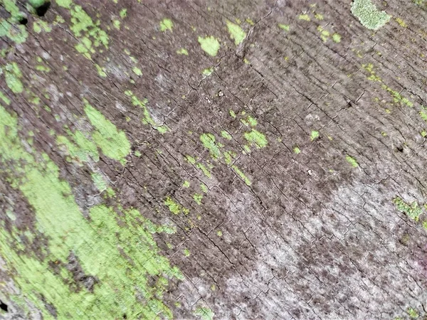 Drewniana Powierzchnia Zielone Tło Mech Dla Miejsca Kopiowania — Zdjęcie stockowe