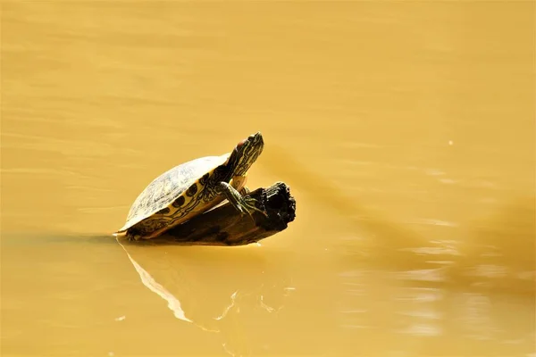 Mały Żółw Drewnianym Patyku Pływanie Brązowej Wodzie Obrazek Stockowy