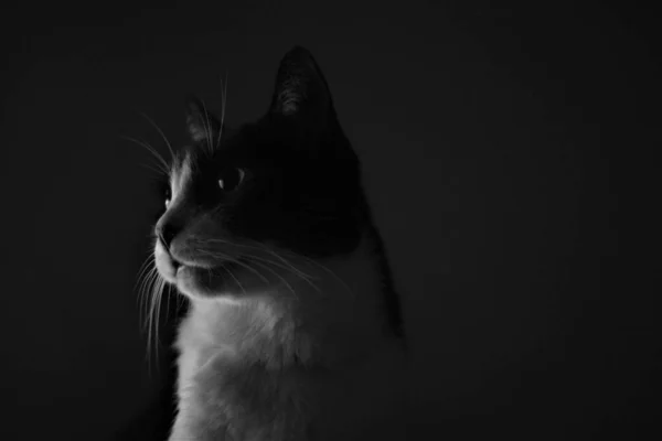 Karanlıktaki Kedi Hayvanı Kopyalama Alanı Için Siyah Arkaplan Duvar Kağıdı — Stok fotoğraf