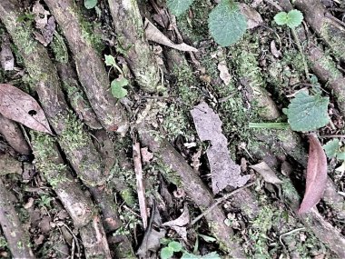 Ağaç kabuğu, ahşap doku arka plan, doğal duvar kağıdı.