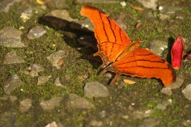 Kırmızı kelebek kanatları, kayalık yüzeyde böcek 