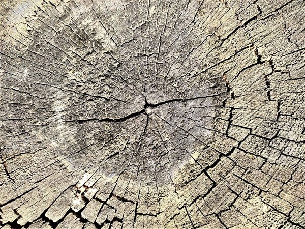 пень дерева, деревянный фон, натуральные обои