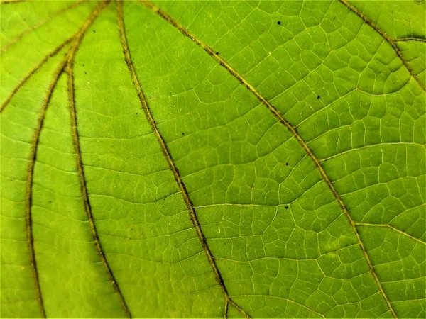 Textura Hoja Verde Fondo Superficie Floral — Foto de Stock