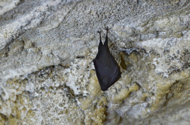 Lesser Horseshoe Bat (Rhinolophus hipposideros) in Jama Cave, Solvenia clipart