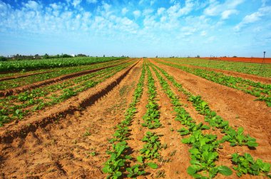 taze işledim ve rahat bir alan