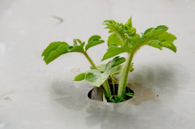 altında plastik bitki