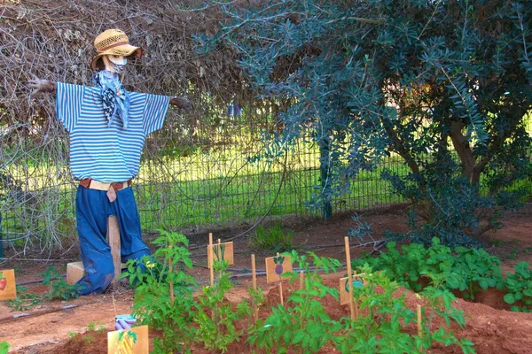 Scarecrow — Stock Photo, Image