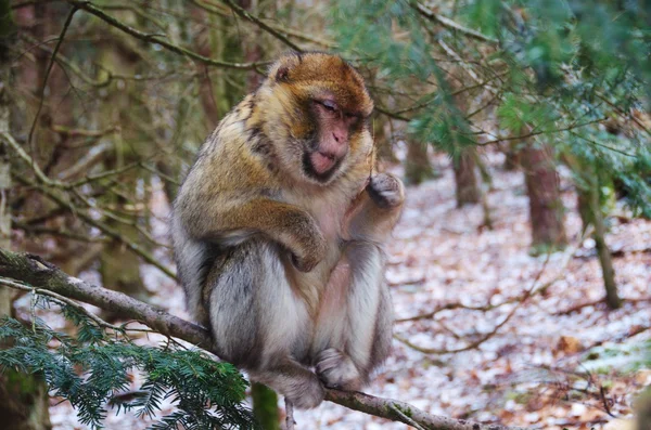 Actobat Barbary Macaque Monkey Balancing on a Branch — Stock Photo, Image