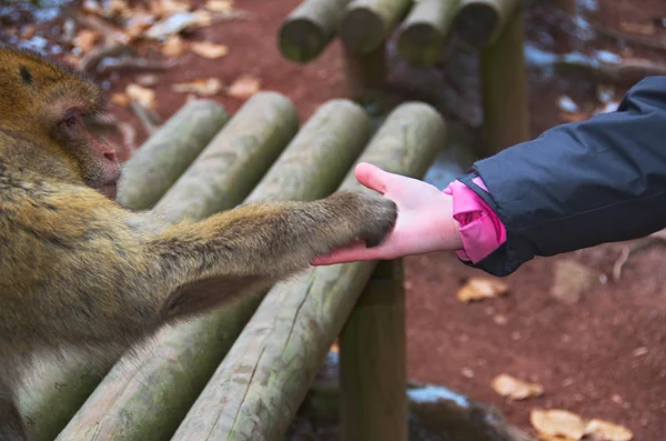 Monkey and girl shaking hands — Stock Photo, Image