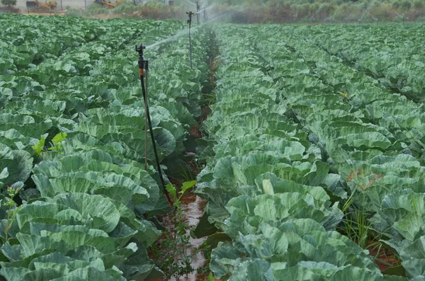 Rows of Cabbage — Stock Photo, Image