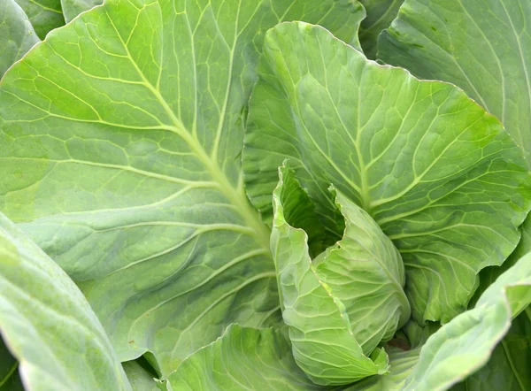 Multicolored Collard — Stock Photo, Image