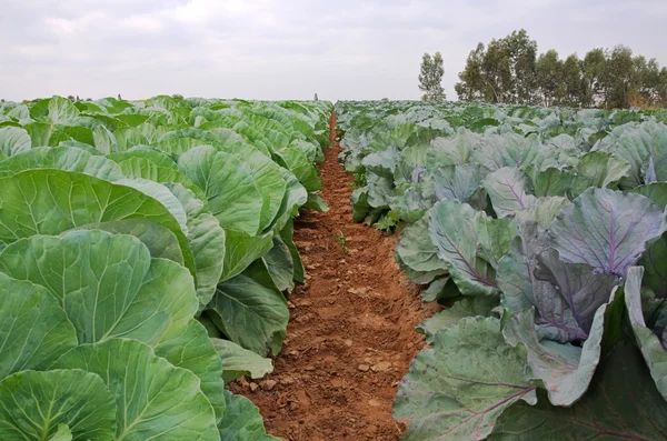 Multicolored Collard — Stock Photo, Image