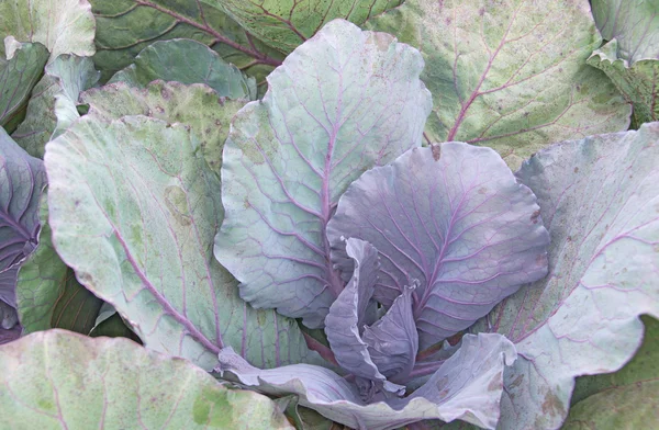 Multicolored Collard — Stock Photo, Image