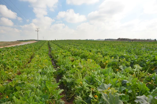 Crops growing on fertile farm land in Israel — Stock Photo, Image