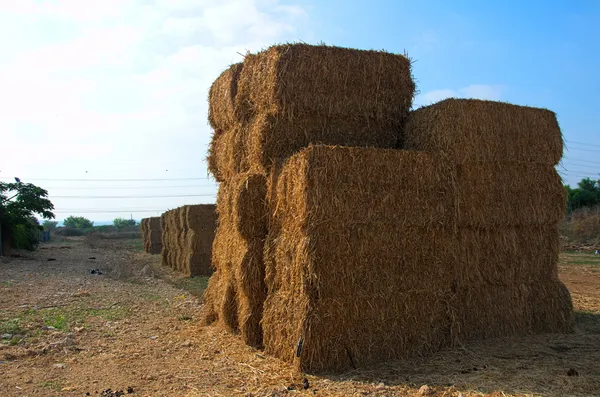 在以色列的一个农场干草的堆叠的模块 — 图库照片