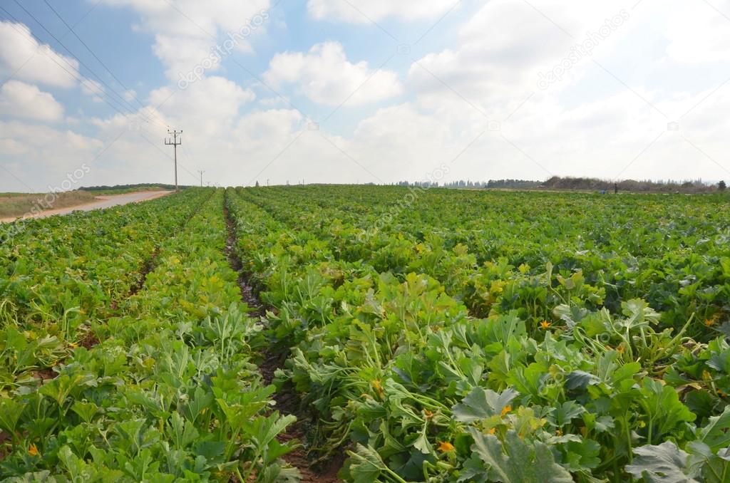 Crops growing on fertile farm land in Israel