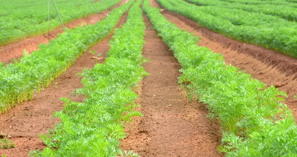 Freshly tilled field — Stock Photo, Image