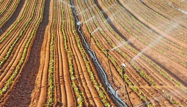 Sprinkler öntözött újonnan ültetett mező — Stock Fotó