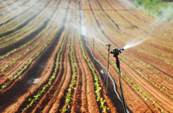 Sprinkler geïrrigeerde nieuw geplant veld — Stockfoto