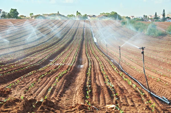 Aspersor irrigado campo recém-plantado — Fotografia de Stock