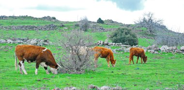 Celile'de otlayan inekler