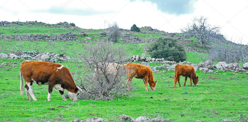 Cows grazing in the Galilee